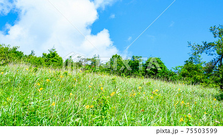 ニッコウキスゲ：夏の八島ヶ原湿原（八島湿原） 75503599