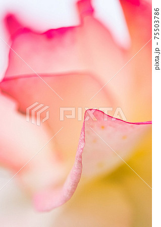 福井県グリーンセンター 75503786