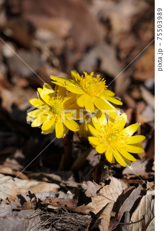 戦国時代に武田信玄の命により山本勘助らによって縄張りがされた、穴城(あなじろ)冬の小諸城址・懐古園 戦国時代に武田信玄の命により山本勘助らによって縄張りがされた、穴城(あなじろ)冬の小諸城址・懐古園 75503989