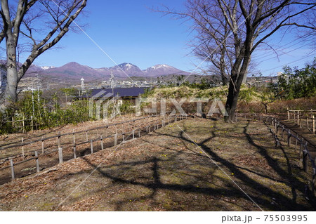 戦国時代に武田信玄の命により山本勘助らによって縄張りがされた、穴城(あなじろ)冬の小諸城址・懐古園 戦国時代に武田信玄の命により山本勘助らによって縄張りがされた、穴城(あなじろ)冬の小諸城址・懐古園 75503995