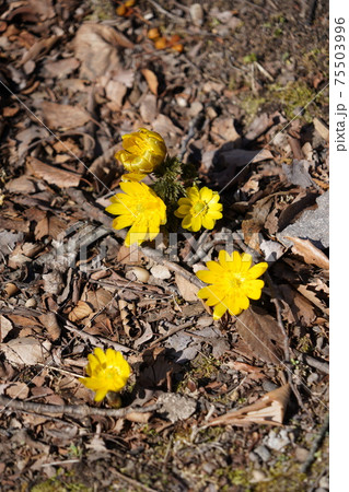 戦国時代に武田信玄の命により山本勘助らによって縄張りがされた、穴城(あなじろ)冬の小諸城址・懐古園 戦国時代に武田信玄の命により山本勘助らによって縄張りがされた、穴城(あなじろ)冬の小諸城址・懐古園 75503996