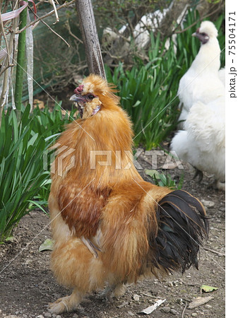 平飼いのウコッケイ 平飼いのウコッケイ 75504171