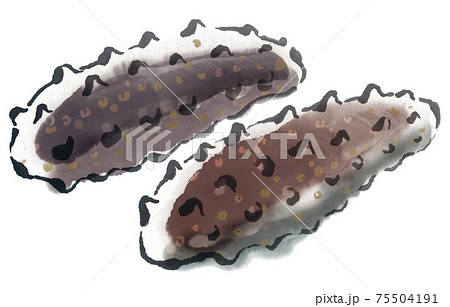 鮮度の良いなまこ2 75504191