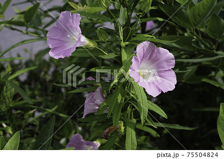 ヒルガオの花 ヒルガオの花 75504824