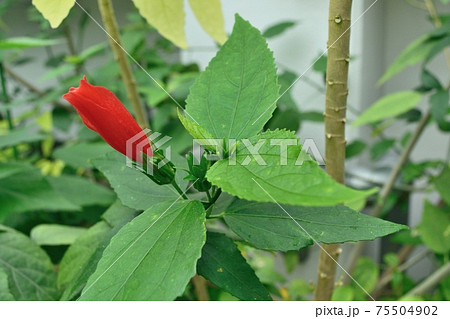 ウナズキヒメフヨウ 赤い花のつぼみの写真素材