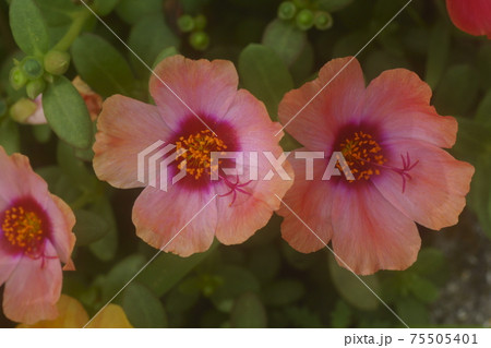 ポーチュラカ ポーチュラカ 75505401