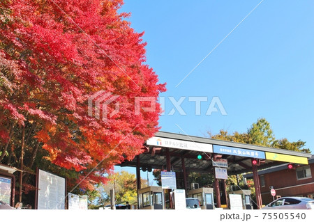 比叡山ドライブウェイ　秋の紅葉　 75505540