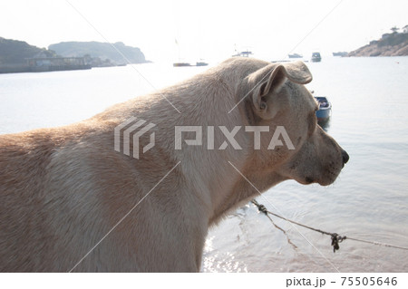 A lone stray dog found in the mountains around 75505646