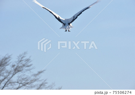 青空を飛ぶタンチョウ(北海道) 青空を飛ぶタンチョウ(北海道) 75506274