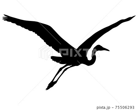 飛び立つ水鳥のシルエット 75506293