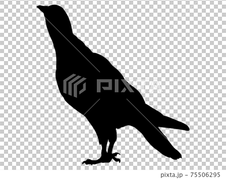 鳩のシルエット 75506295