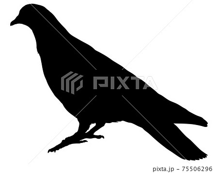 鳩のシルエット_2 75506296