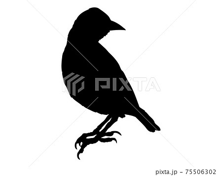 小鳥のシルエット_2 75506302