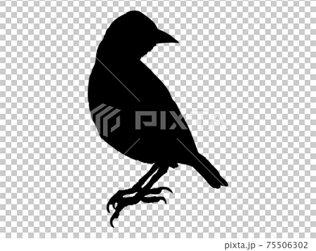 小鳥のシルエット_2 75506302