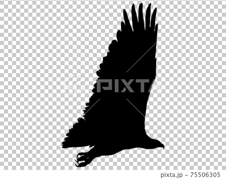 滑空する鷹のシルエット 3のイラスト素材