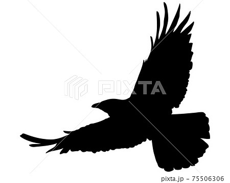 滑空する鷹のシルエット 2のイラスト素材
