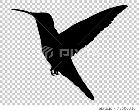 Flapping hummingbird silhouette Flapping hummingbird silhouette 75506316