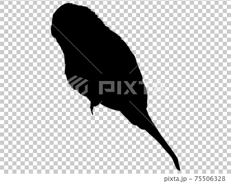 長尾小鸚鵡silhouette_2 長尾小鸚鵡silhouette_2 75506328