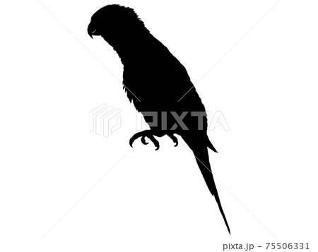 インコのシルエット 75506331