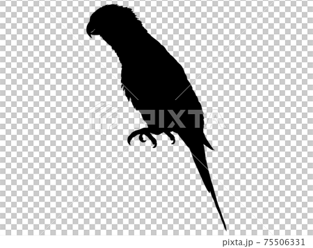 インコのシルエット 75506331