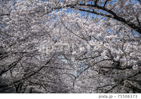 Tunnel of full blooming cherry blossom in spring 75506373