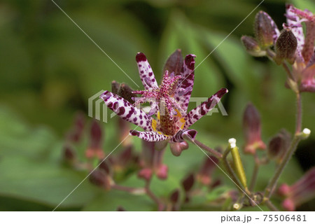 ホトトギス（杜鵑）の紫の斑点が羽毛のようで面白い 75506481