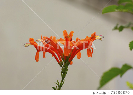 オレンジ色に鮮やかに輝くノウゼンカヅラ（凌霄花） 75506870