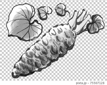 美味芥末3 75507128