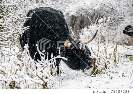 Near the forest stay a Galloway Near the forest stay a Galloway 75507283