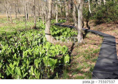 「玉の木原水芭蕉群生地」湿原のミズバショウ　（宮城県七ヶ宿町） 75507537