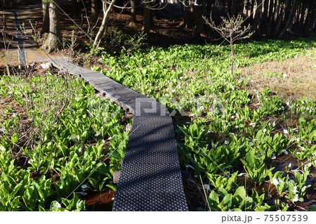 「玉の木原水芭蕉群生地」湿原のミズバショウ (宮城県七ヶ宿町) 「玉の木原水芭蕉群生地」湿原のミズバショウ (宮城県七ヶ宿町) 75507539