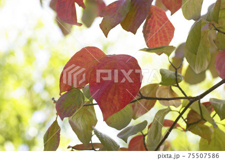 花水木 ハナミズキ の紅葉した表情が豊かで面白いの写真素材