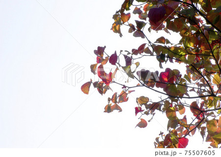 花水木 ハナミズキ の紅葉した表情が豊かで面白いの写真素材