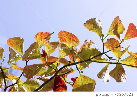 花水木(ハナミズキ)の紅葉した表情が豊かで面白い 花水木(ハナミズキ)の紅葉した表情が豊かで面白い 75507623