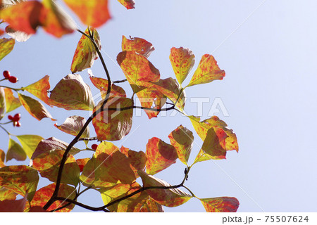 花水木(ハナミズキ)の紅葉した表情が豊かで面白い 花水木(ハナミズキ)の紅葉した表情が豊かで面白い 75507624
