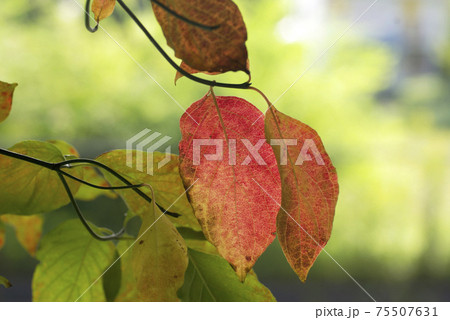 花水木 ハナミズキ の紅葉した表情が豊かで面白いの写真素材