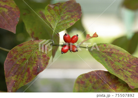 花水木(ハナミズキ)の真っ赤に熟した実がサンゴのように輝いていた 花水木(ハナミズキ)の真っ赤に熟した実がサンゴのように輝いていた 75507892