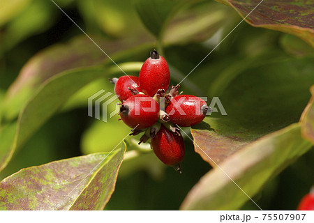 花水木（ハナミズキ）の真っ赤に熟した実がサンゴのように輝いていた 75507907