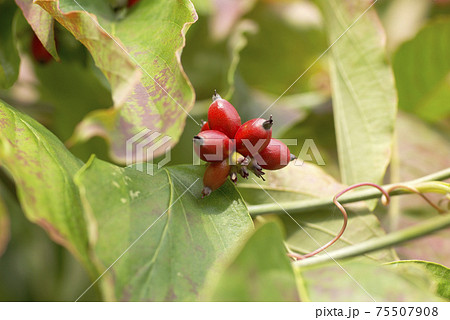 花水木 ハナミズキ の真っ赤に熟した実がサンゴのように輝いていたの写真素材