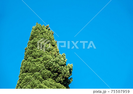The top of Cupressus tree on blue sky background 75507959