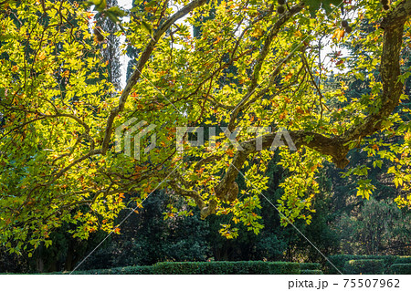 Large branches of Pltatanus oreintalis tree with Green Leaves and futis in sunset light Large branches of Pltatanus oreintalis tree with Green Leaves and futis in sunset light 75507962