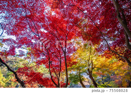 横浜三溪園の秋　色鮮やかな紅葉 75508028