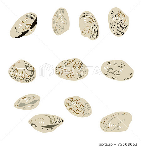 閉じたアサリのイラストセット・塗りのみ 75508063
