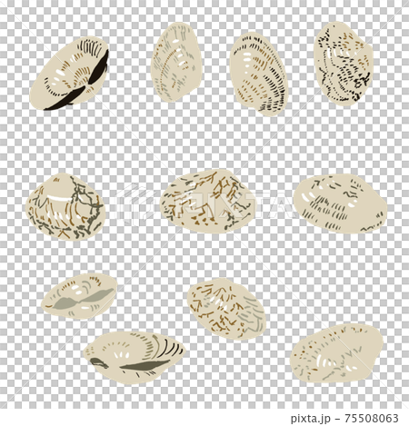 閉じたアサリのイラストセット・塗りのみ 75508063