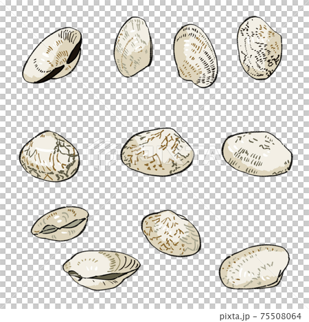 封閉的蛤illustration插圖設置陰影和主線 75508064