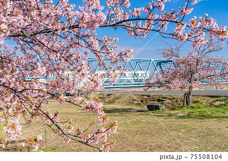 日本の春 江戸川妙典スーパー堤防自由広場の河津桜 日本の春 江戸川妙典スーパー堤防自由広場の河津桜 75508104