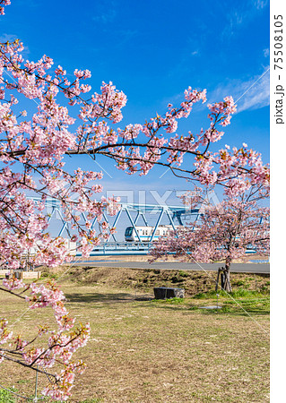 日本の春 江戸川妙典スーパー堤防自由広場の河津桜 日本の春 江戸川妙典スーパー堤防自由広場の河津桜 75508105