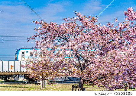 日本の春 江戸川妙典スーパー堤防自由広場の河津桜 日本の春 江戸川妙典スーパー堤防自由広場の河津桜 75508109