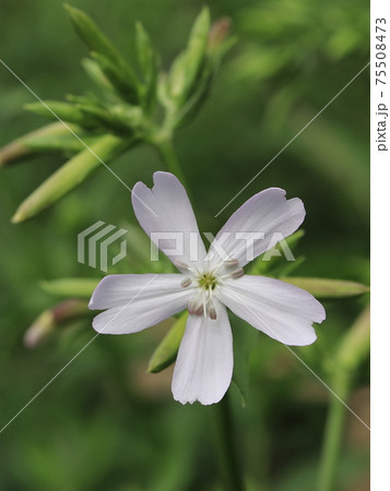 ソープワートの花の写真素材