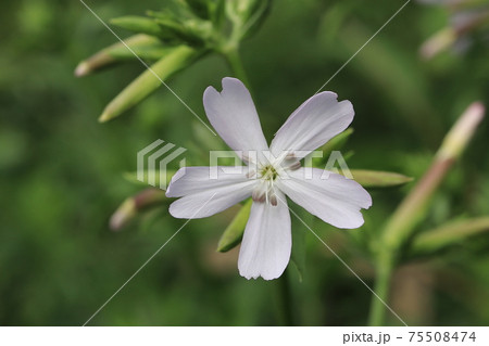 ソープワートの花の写真素材